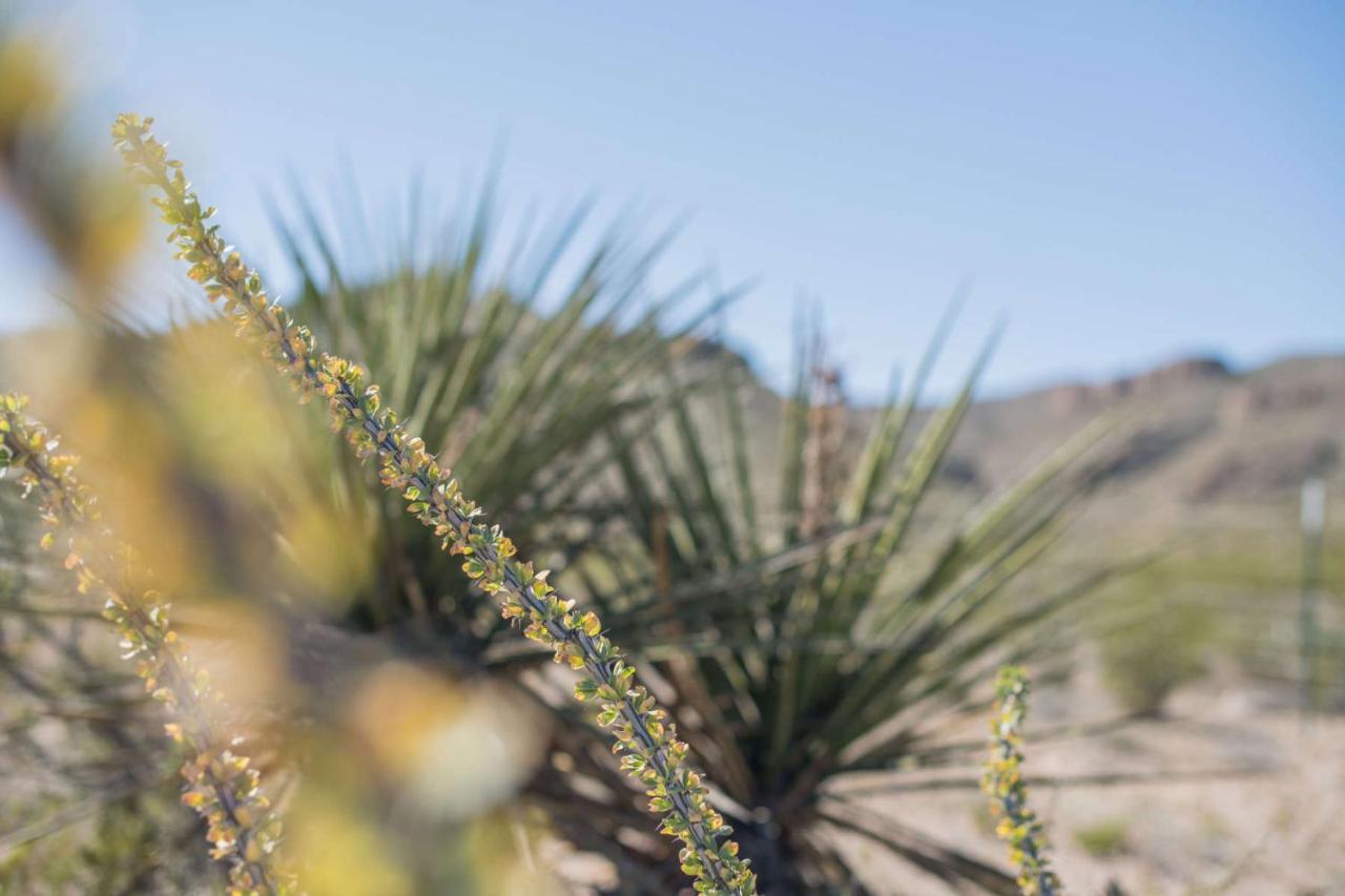 Camping At Desert Gardens Oasis In Lobo, Tx Van Horn Dış mekan fotoğraf