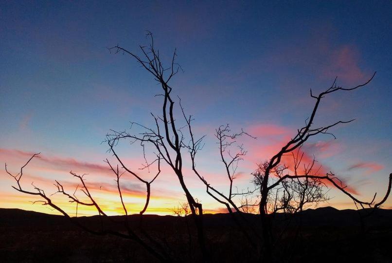 Camping At Desert Gardens Oasis In Lobo, Tx Van Horn Dış mekan fotoğraf